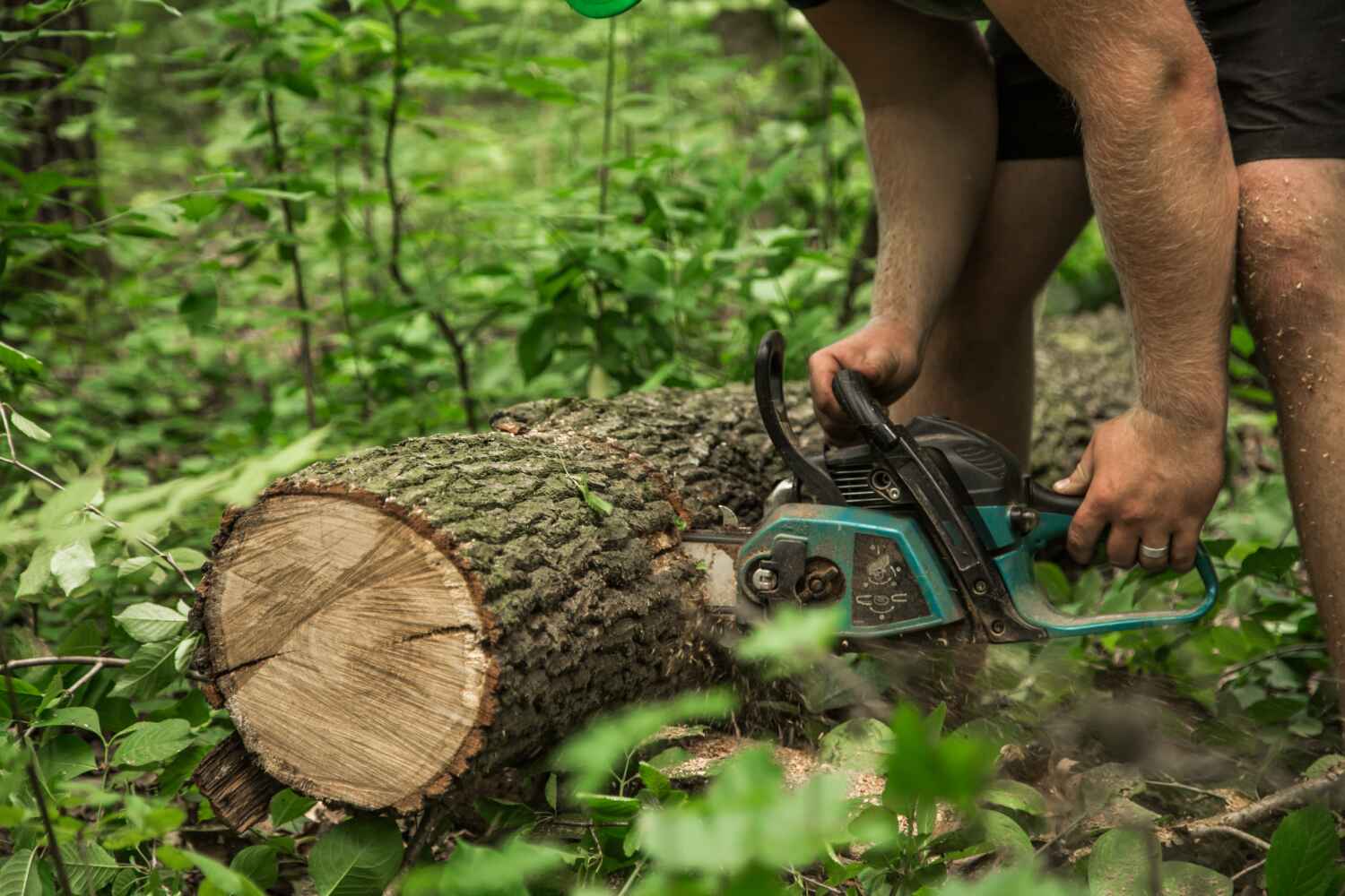 Best Affordable Tree Service  in Forsyth, MO